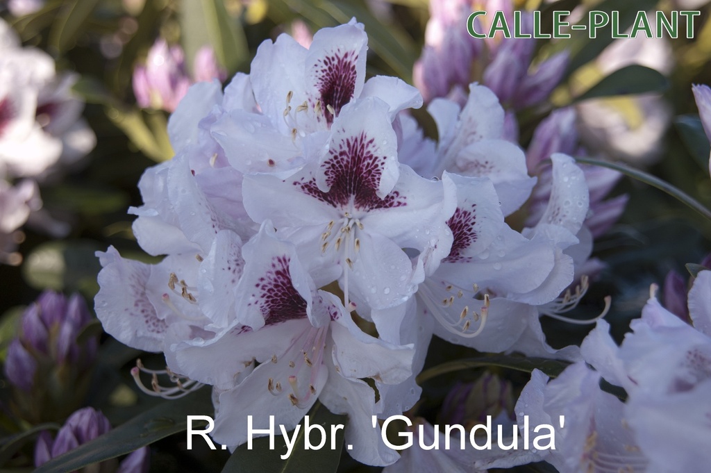 RHODODENDRON 'GUNDULA'