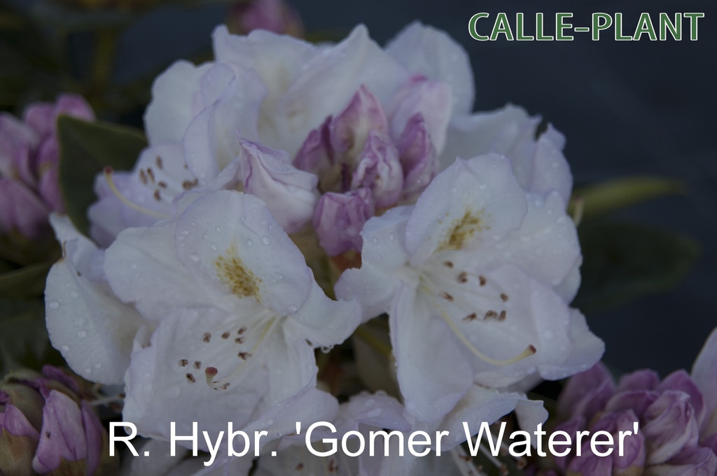 RHODODENDRON 'GOMER WATERER' (20-25 cm)