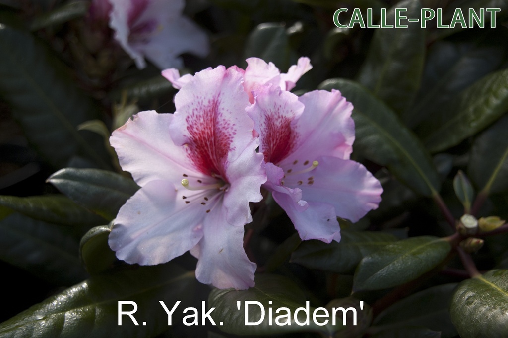RHODODENDRON 'DIADEM'