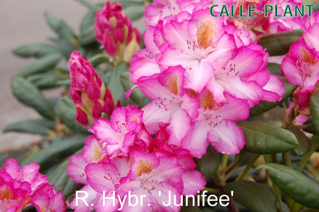 RHODODENDRON JUNIFEE