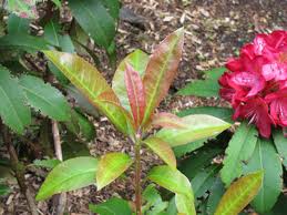 RHODODENDRON 'JUNIFEUER'