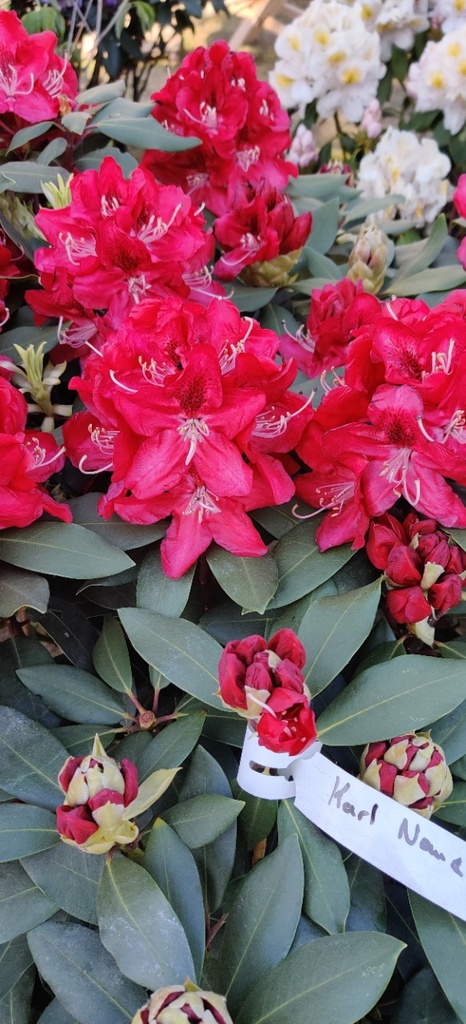 RHODODENDRON 'KARL NAUE'