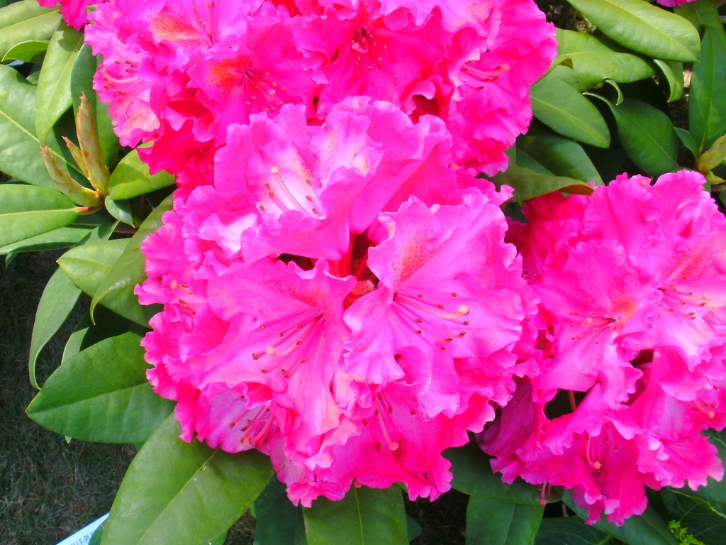 RHODODENDRON 'KIRSTEN BEGEER'