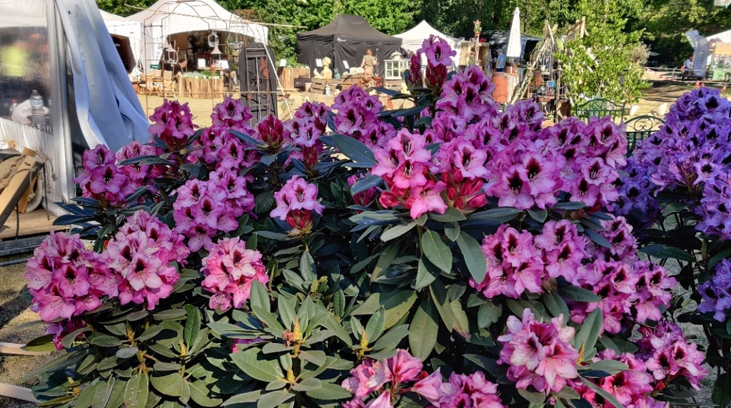 RHODODENDRON 'KOKARDIA'