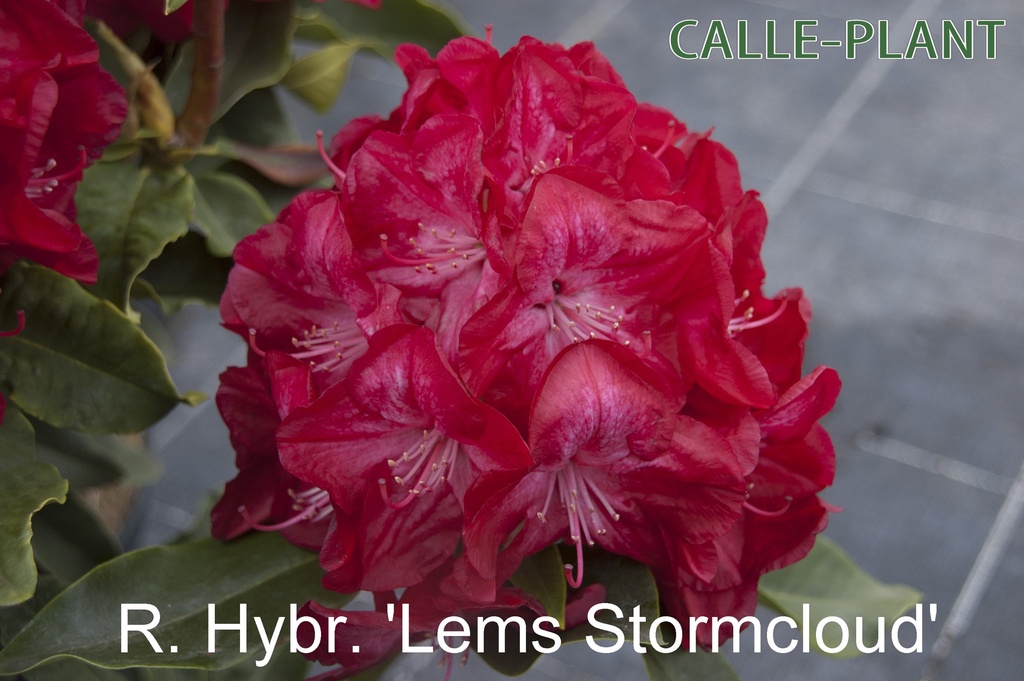 RHODODENDRON 'LEM'S STORMCLOUD'