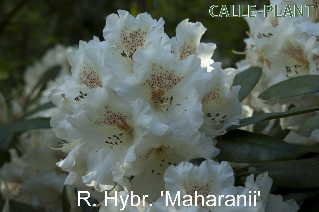 RHODODENDRON 'MAHARANI'