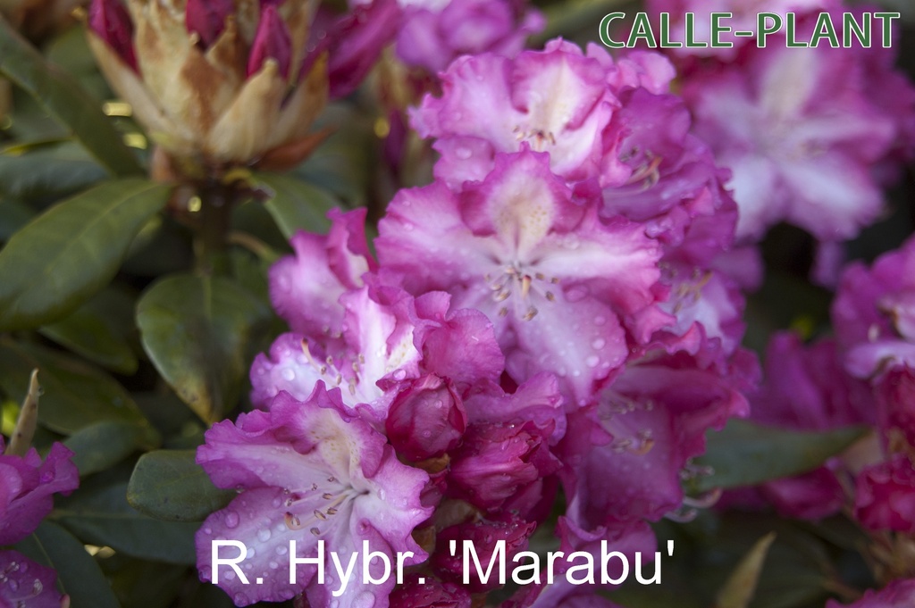 RHODODENDRON 'MARABU'