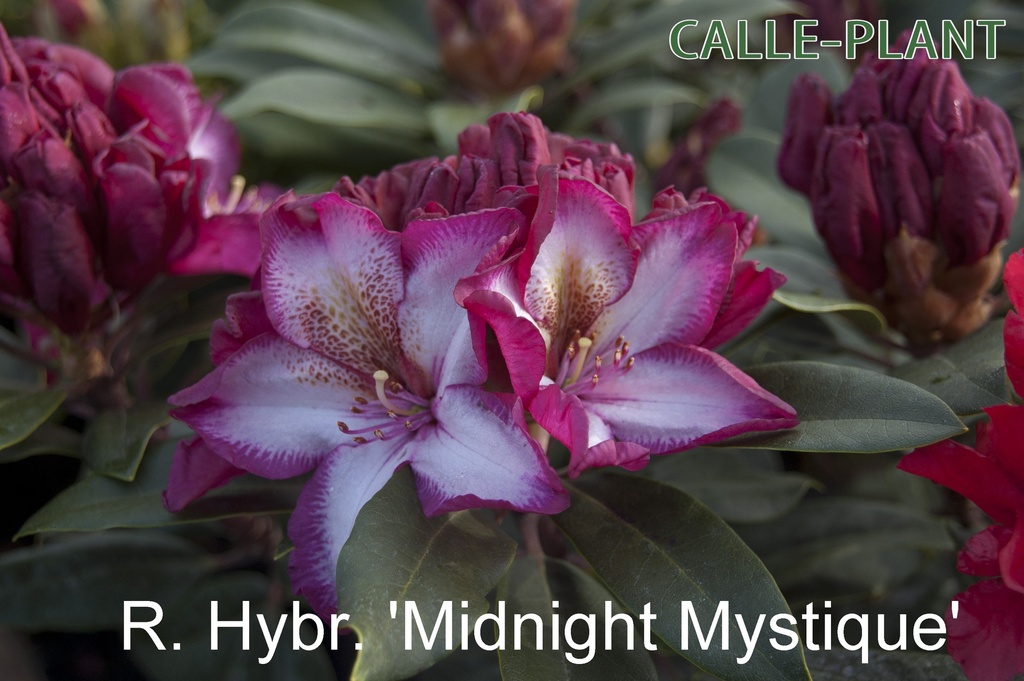 RHODODENDRON 'MIDNIGHT MYSTIQUE'