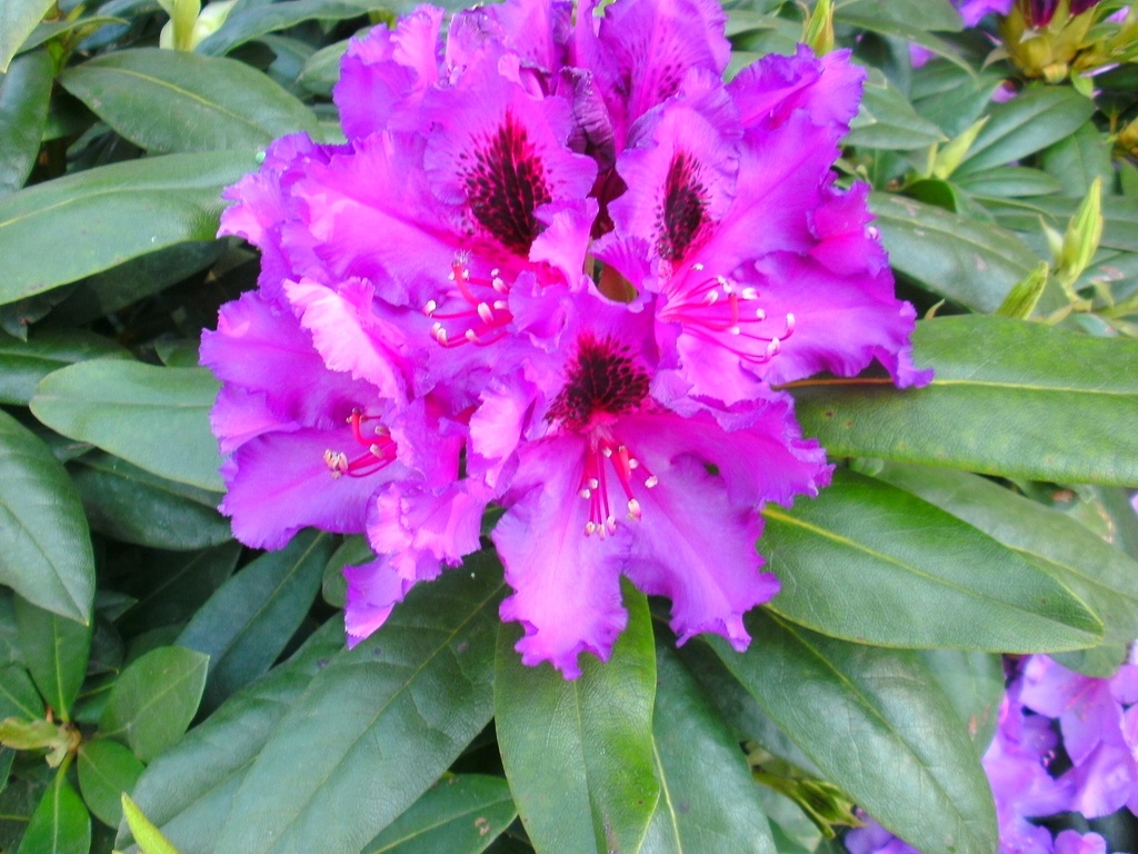 RHODODENDRON 'MOGAMBO'