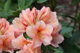 RHODODENDRON 'NORFOLK CANDY' (20-25 cm)