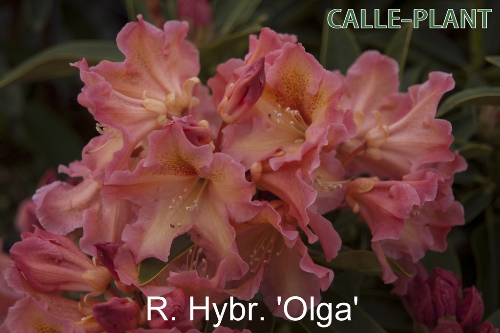 RHODODENDRON 'OLGA'