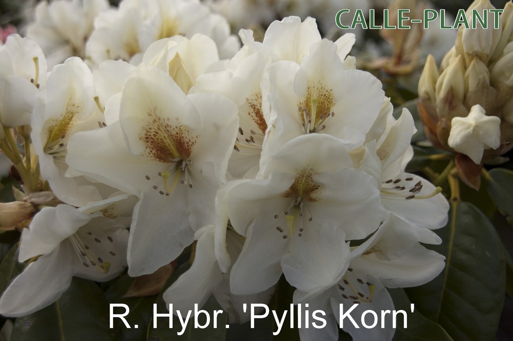 RHODODENDRON 'PHYLLIS KORN'