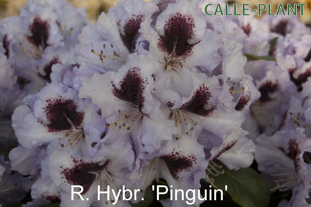 RHODODENDRON 'PINGUIN'