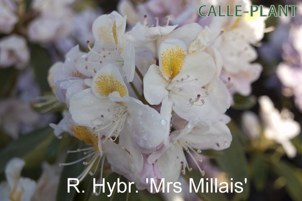 RHODODENDRON (P) 'MRS J.G. MILLAIS'