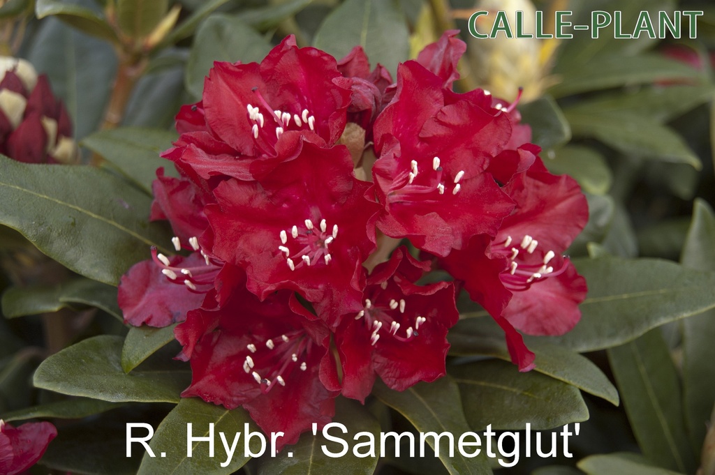 RHODODENDRON 'SAMMETGLUT'