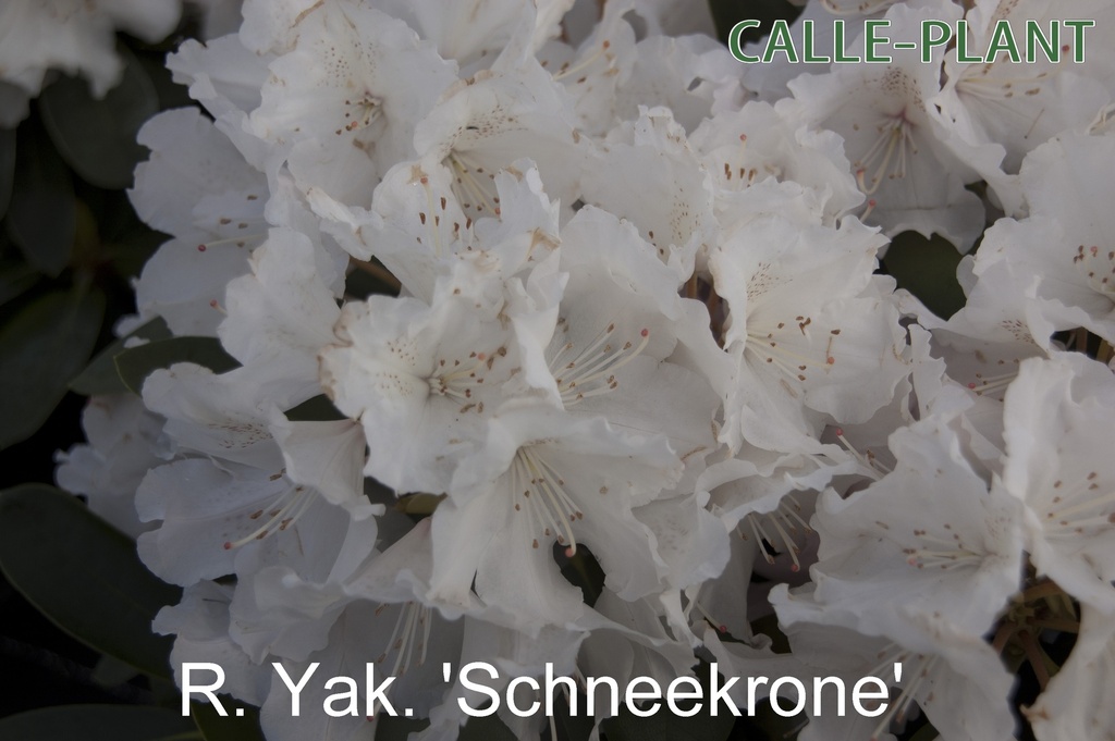 RHODODENDRON 'SCHNEEKRONE'