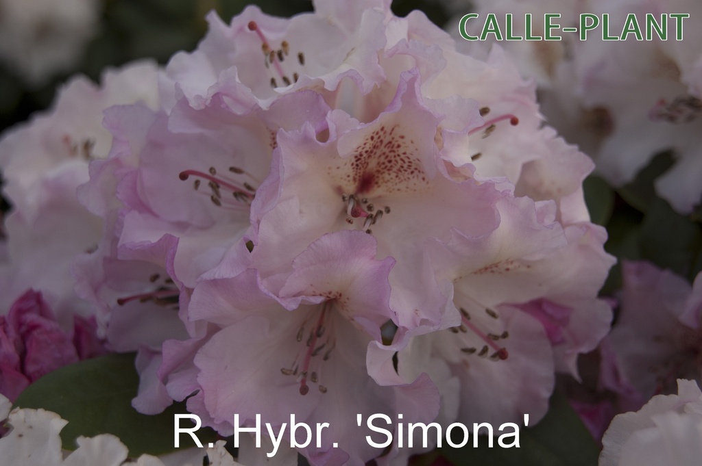 [RHSI30] RHODODENDRON 'SIMONA' (Pot, 30-40 cm)