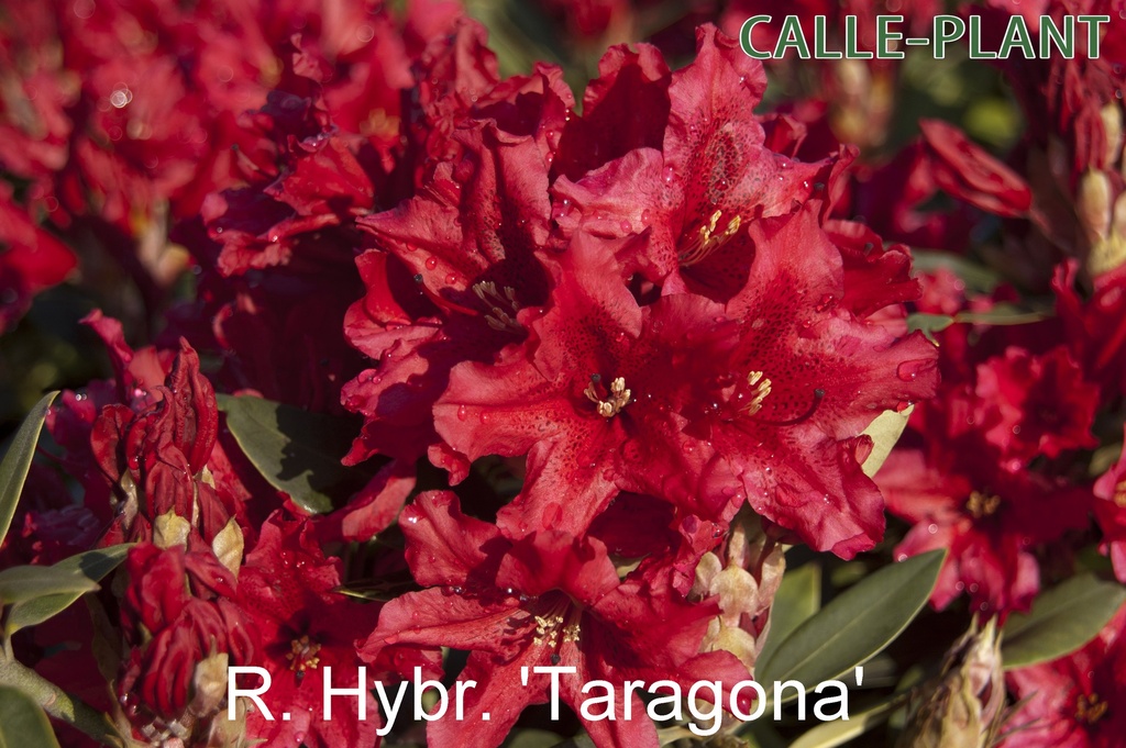 RHODODENDRON 'TARAGONA'