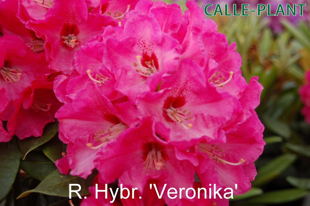 RHODODENDRON 'VERONIKA'
