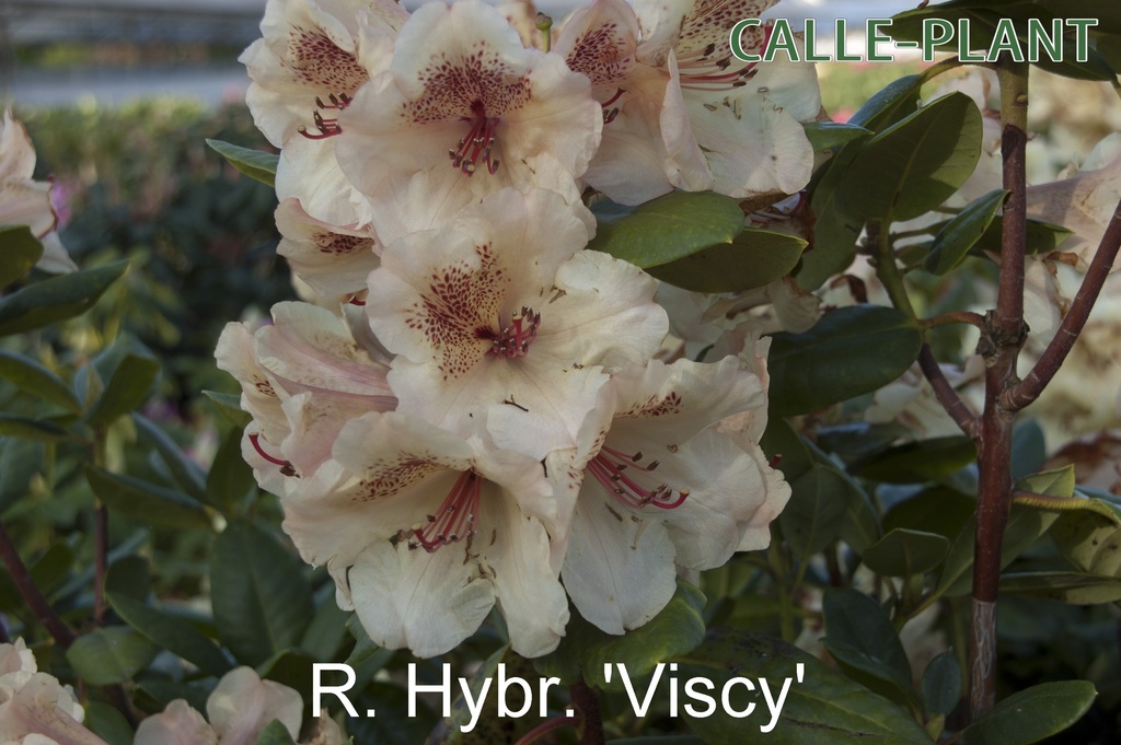 RHODODENDRON 'VISCY' (20-25 CM)