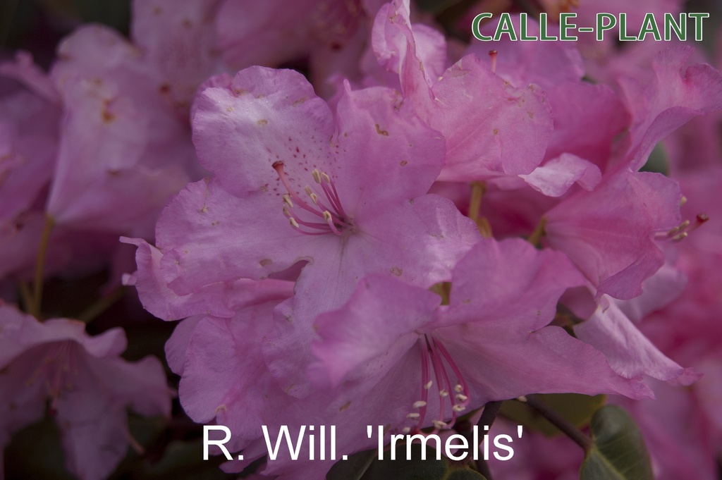 RHODODENDRON (W) 'IRMELIES'