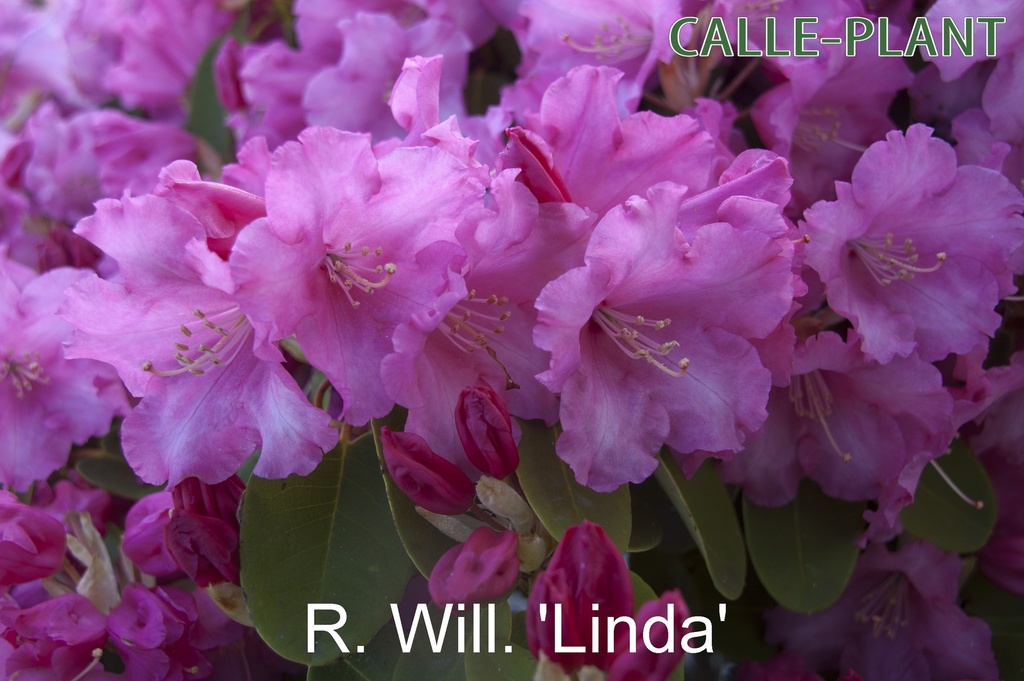 RHODODENDRON (W) 'LINDA'