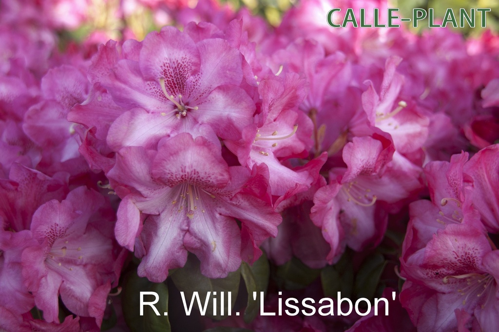 RHODODENDRON (W) 'LISSABON'