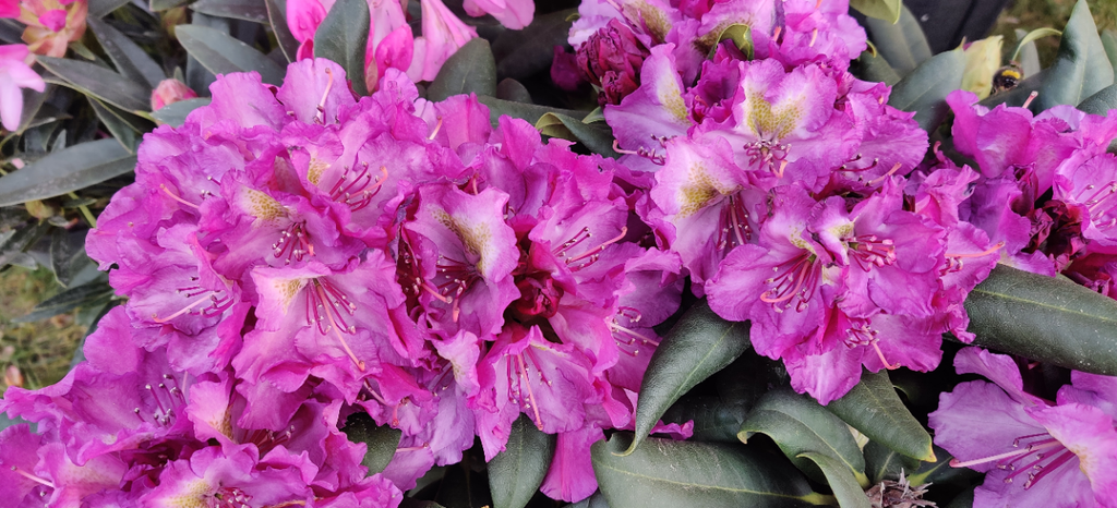 RHODODENDRON (Y) BOHLKEN'S LUPINENBERG