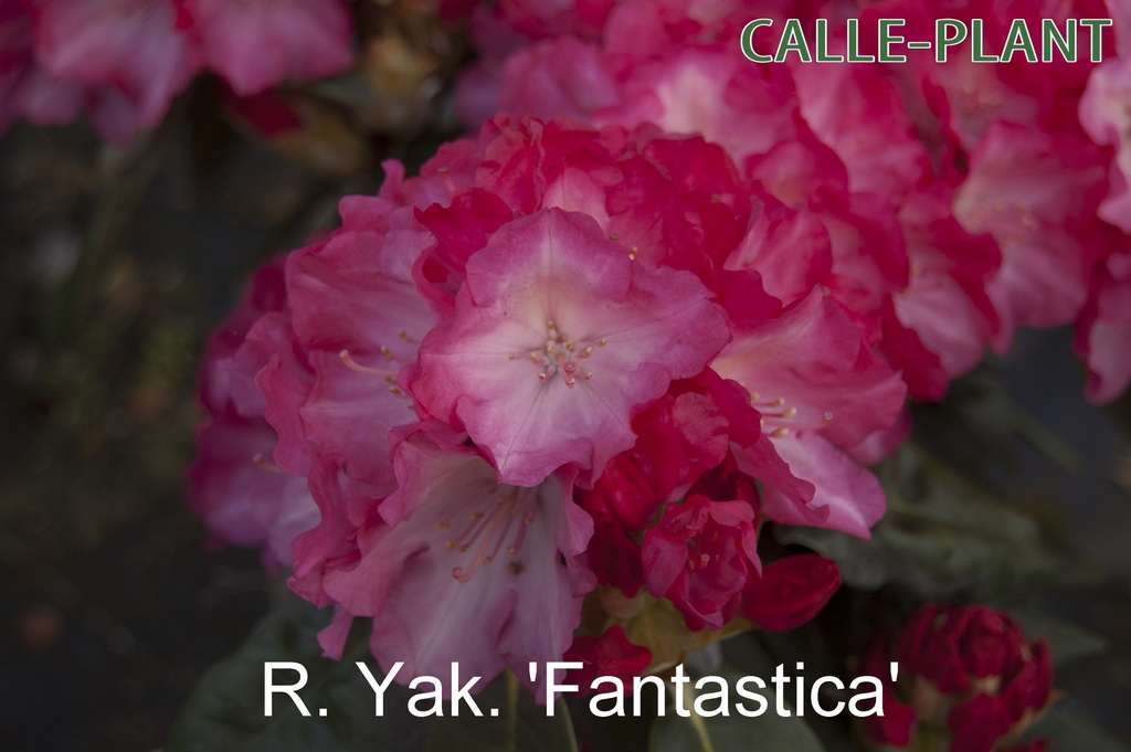 RHODODENDRON (Y) 'FANTASTICA'