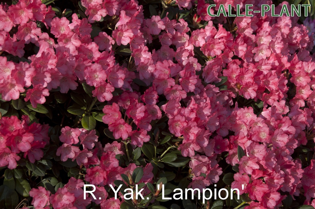 RHODODENDRON (Y) 'LAMPION'