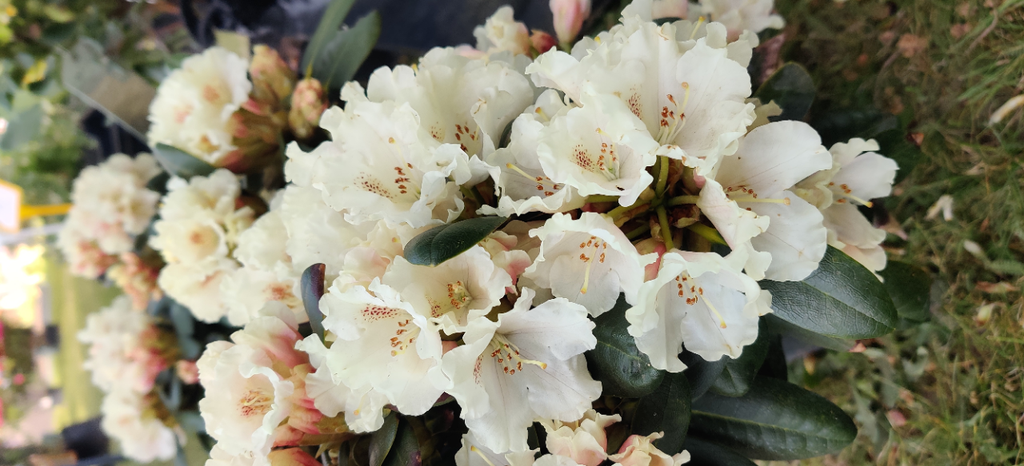 RHODODENDRON (Y) 'MARIETTA'