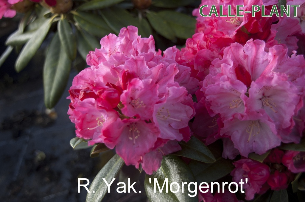 RHODODENDRON (Y) 'MORGENROT'