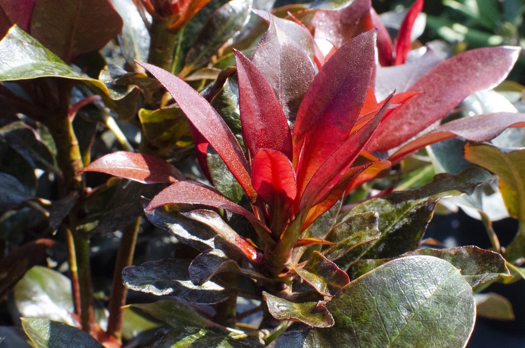 RHODODENDRON CHOCO & PINK