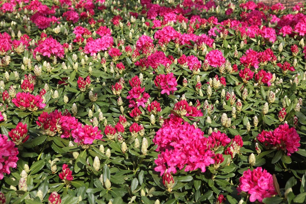 RHODODENDRON 'NOVA ZEMBLA'