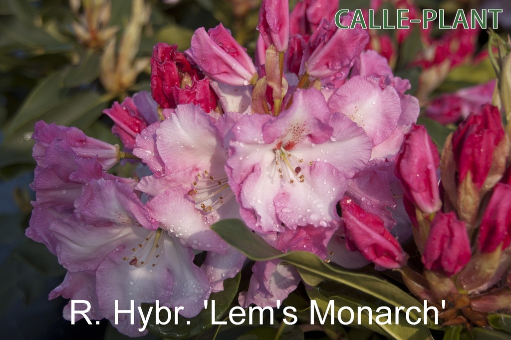 RHODODENDRON 'LEM'S MONARCH'