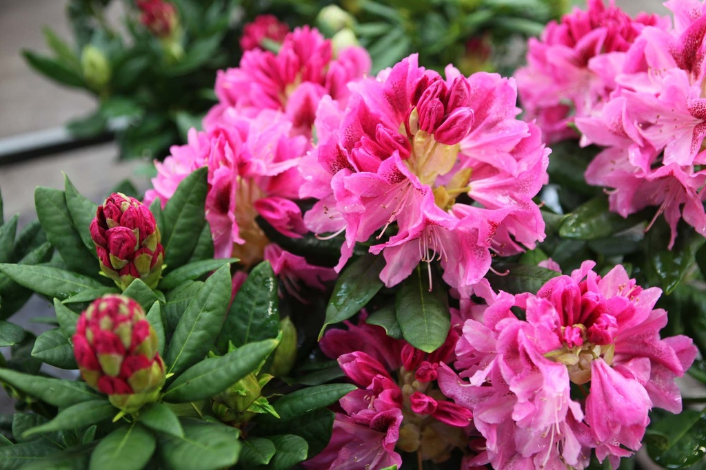 RHODODENDRON 'COSMOPOLITAN'