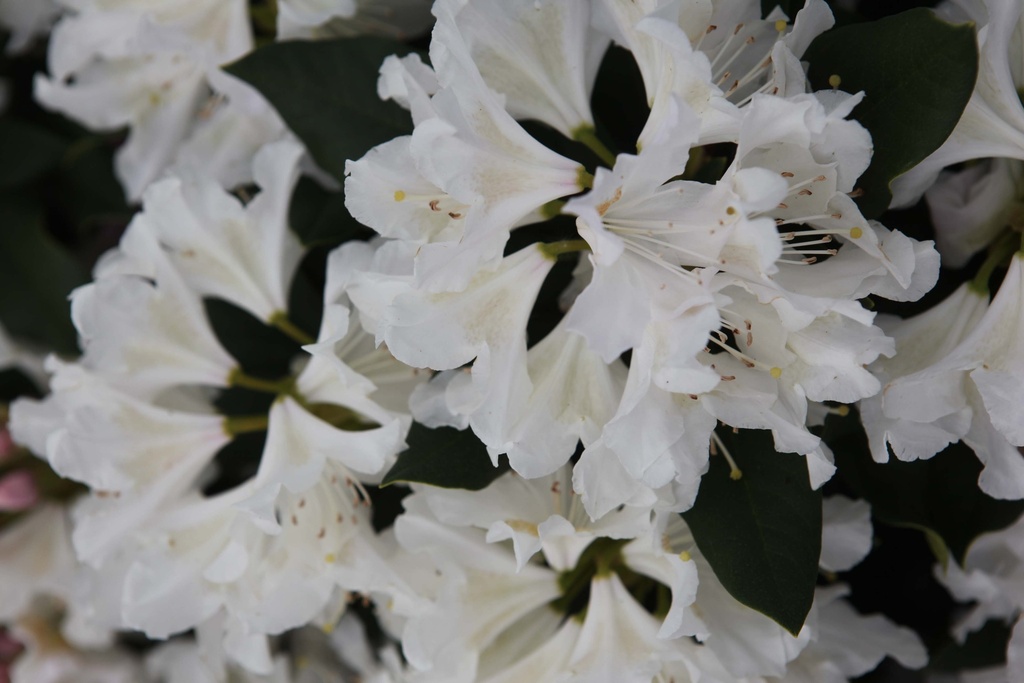RHODODENDRON 'CUNNINGHAM'S WHITE'