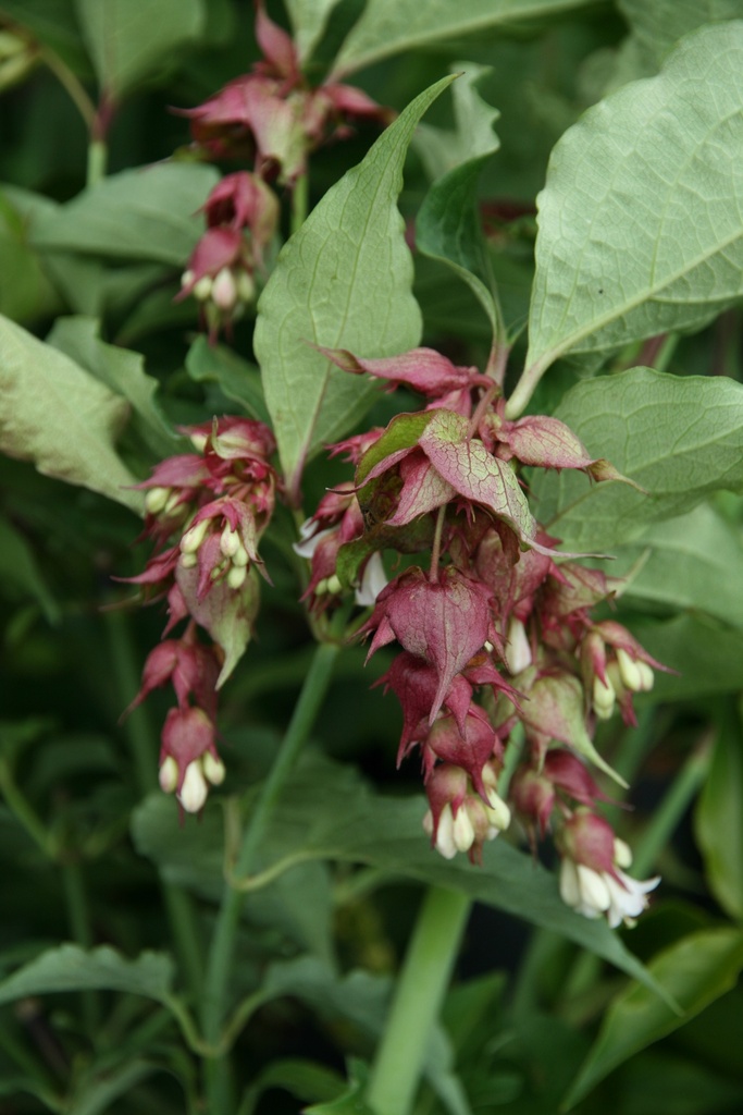 [LFO40C3] LEYCESTERIA FORMOSA (Pot 3 liter, 40-60 cm)