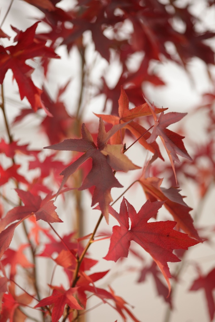 LIQUIDAMBAR STYRACIFLUA 'WORPLESDON' (Motte, 80-100 cm)
