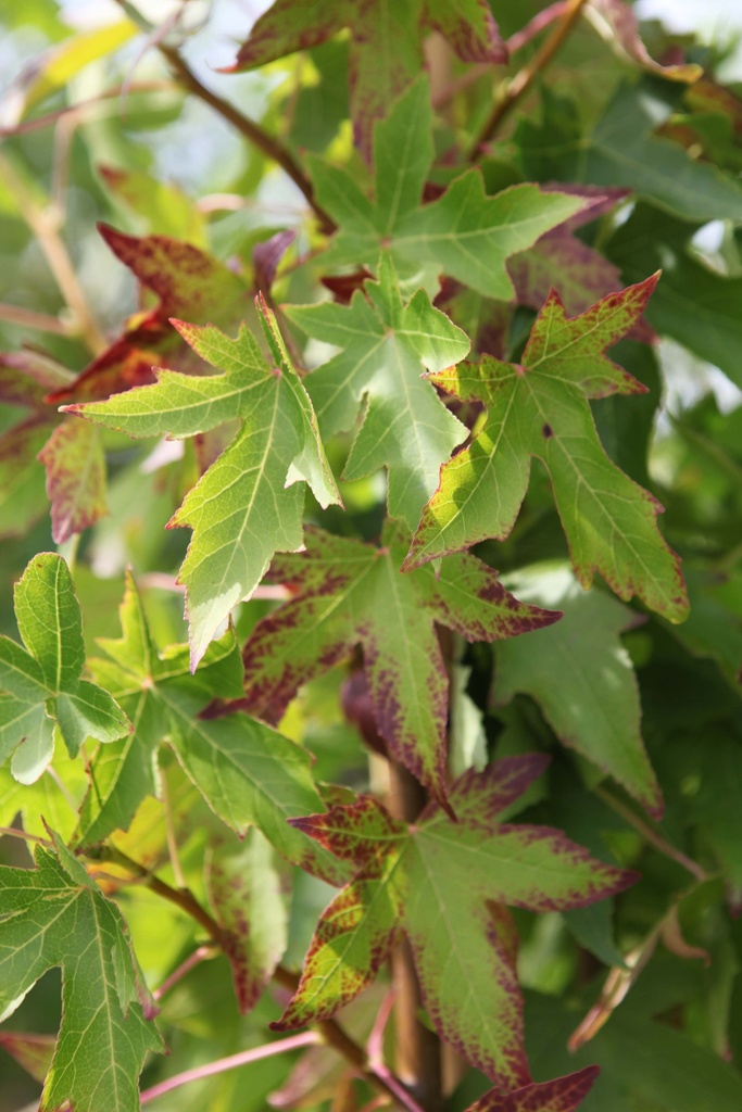[lsywo80] LIQUIDAMBAR STYRACIFLUA 'WORPLESDON' (Pot 3 liter, 80-100 cm)