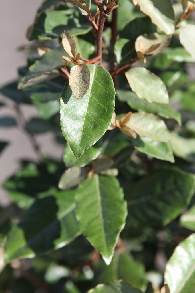 [EEB100KL] ELAEAGNUS EBBINGEI (Kluit, 100-125 cm)