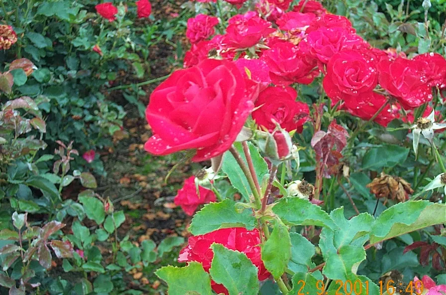 ROSA 'WETTRA'