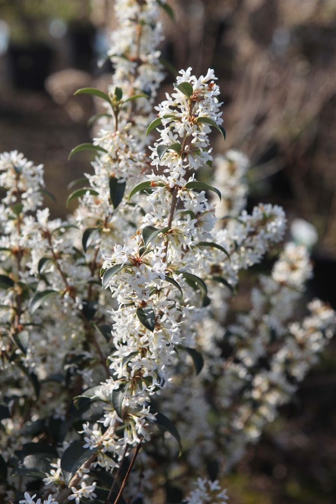 [OBU60KL] OSMANTHUS BURKWOODII (Motte, 60-80 cm)