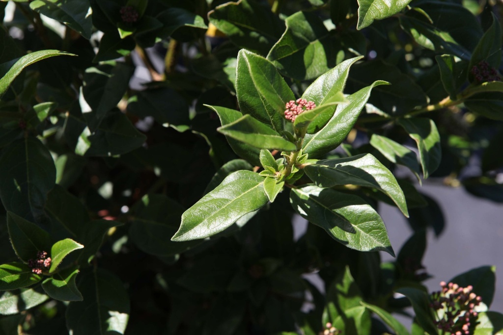 [VTI60KL] VIBURNUM TINUS (Motte, 60-80 cm)