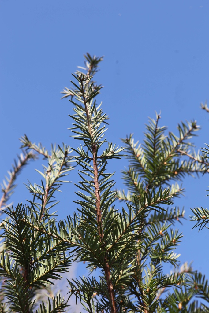 TAXUS BACCATA