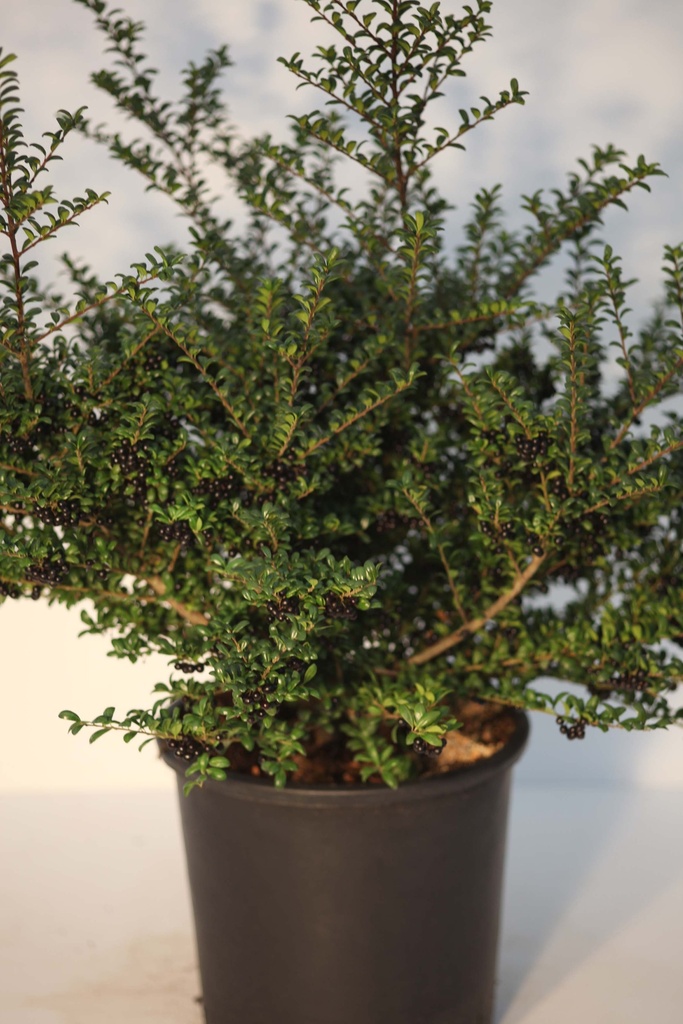 ILEX CRENATA 'CONVEXA'