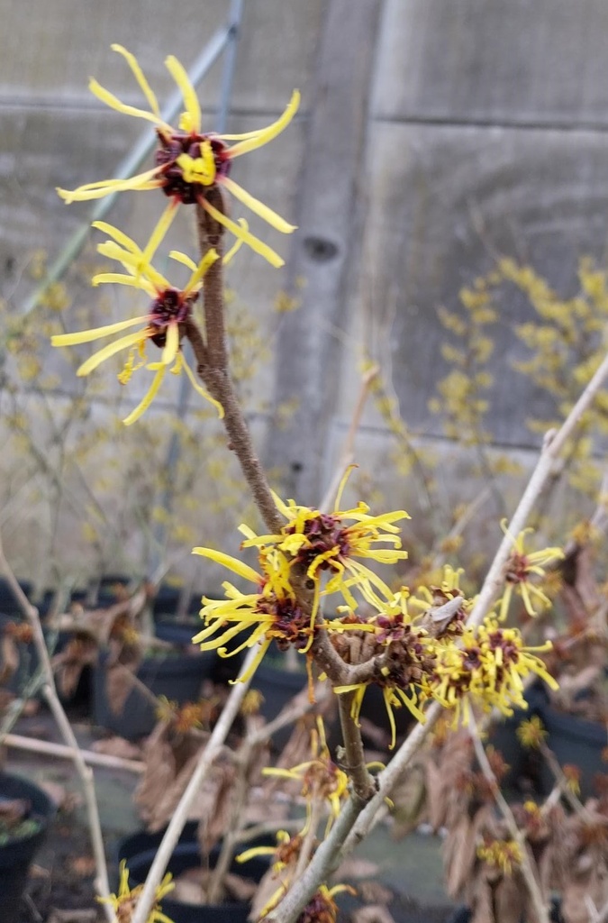[HMO150] HAMAMELIS MOLLIS (Pot, 150-175 cm)