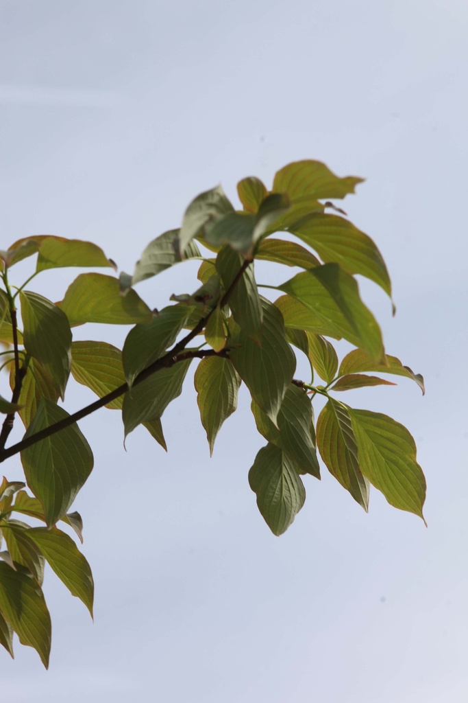 [CCPA100] CORNUS CONTROVERSA 'PAGODA' (Pot, 100-125 cm)