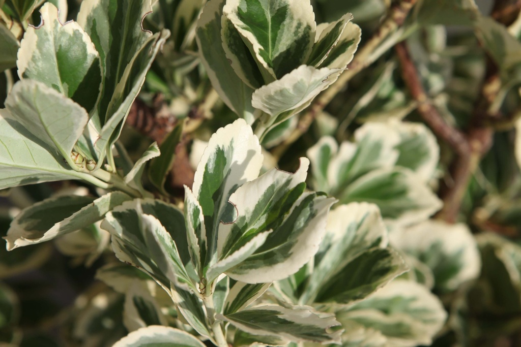 [EJPGA30C3] EUONYMUS JAPONICUS 'PRESIDENT GAUTHIER' (Pot 3 liter, 30-40 cm)