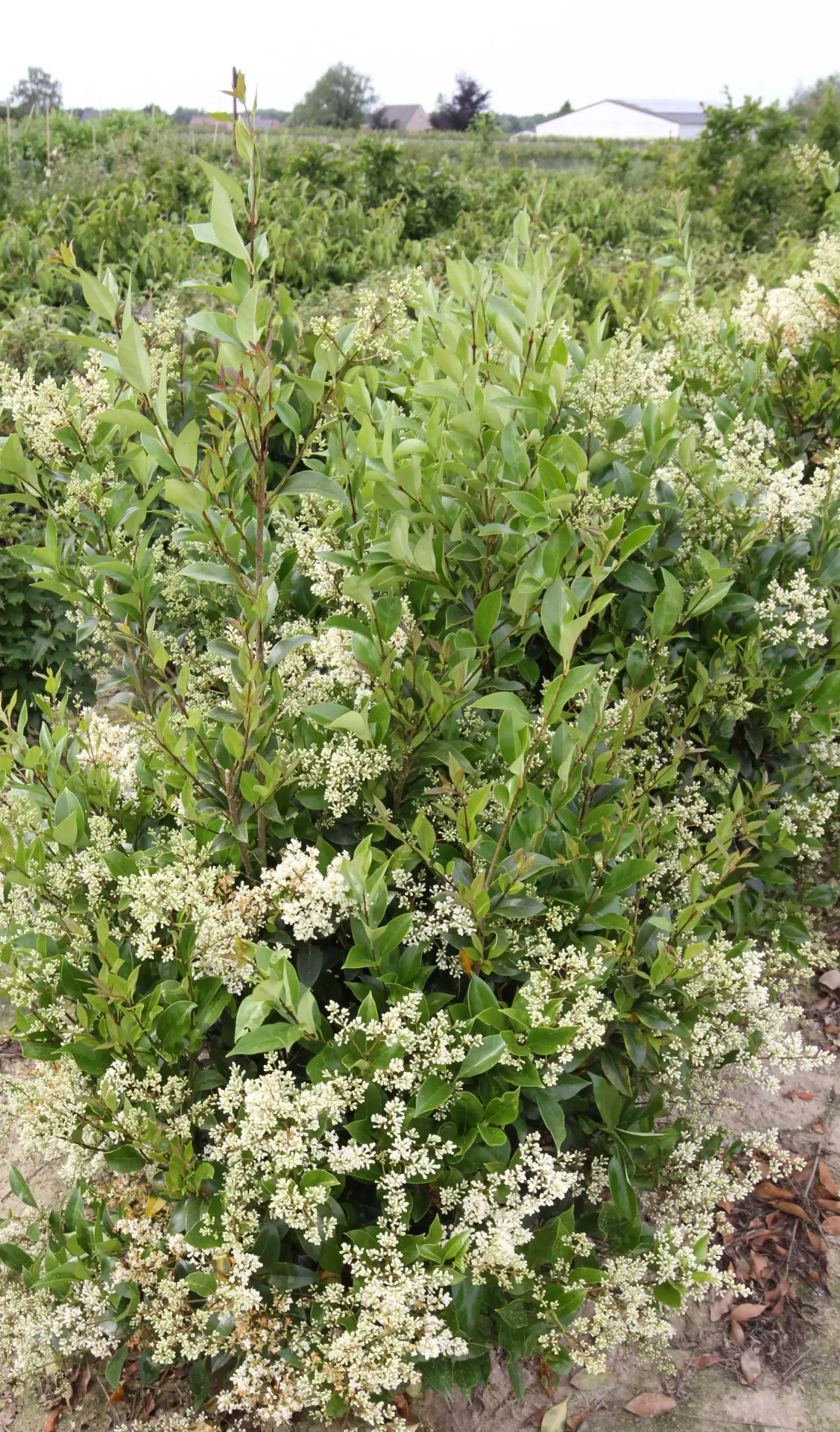 [LJGCE40] LIGUSTRUM JAPONICUM 'GREEN CENTURY' (40-60 cm)